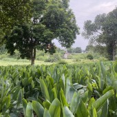 Siêu phẩm view cánh đồng giá rẻ 3600m tại Lương Sơn-Hoà Bình